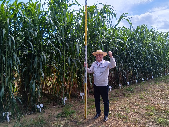 Người Nhật sản xuất nhiên liệu sinh học từ cây cao lương