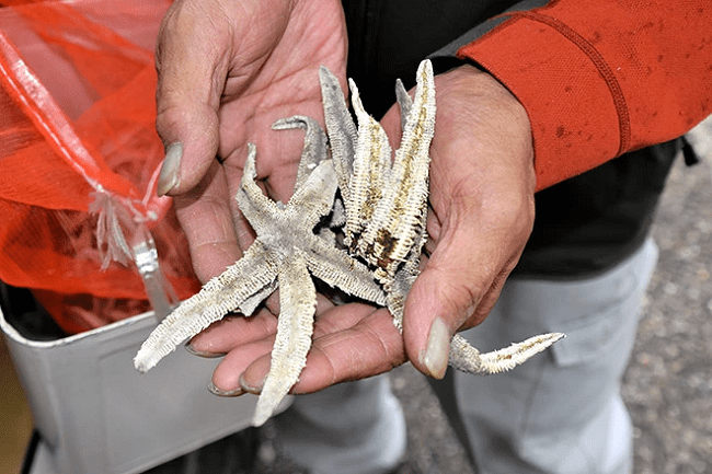 Sao biển phơi qua nắng được dùng để bảo vệ dự án trồng rừng ở Ono, tỉnh Gifu