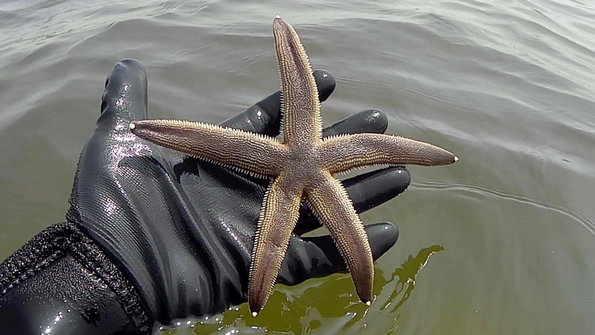 Nông dân Nhật dùng xác sao biển để bảo vệ mùa màng