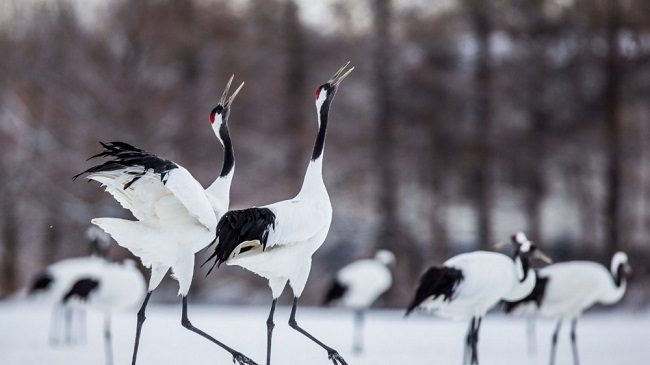 Vũ khúc của sếu đầu đỏ