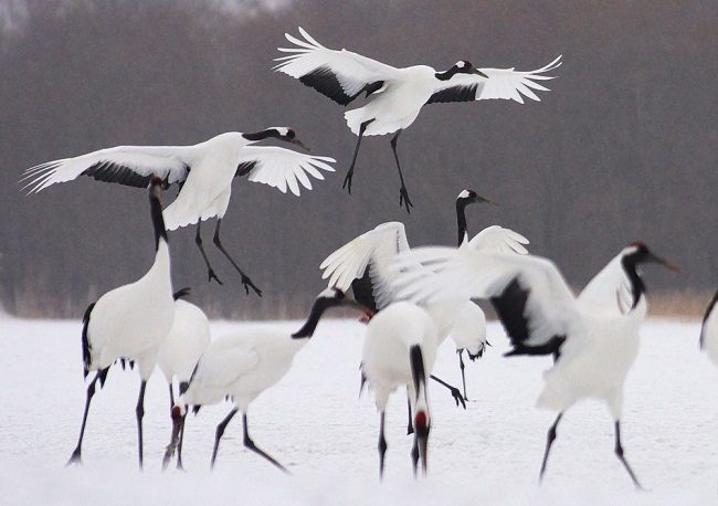 Đàn sếu đầu đỏ tại Hokkaido.