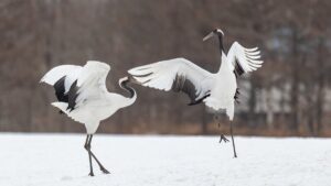 Đến Hokkaido tận mắt ngắm sếu đầu đỏ quý hiếm