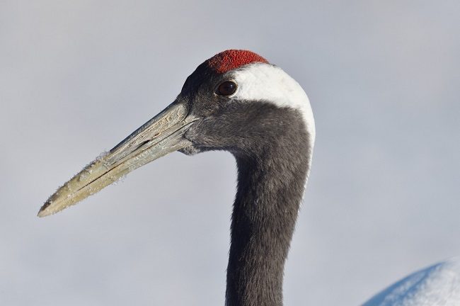 Với cái mào đỏ đặc biệt, chúng có tên gọi sếu đầu đỏ