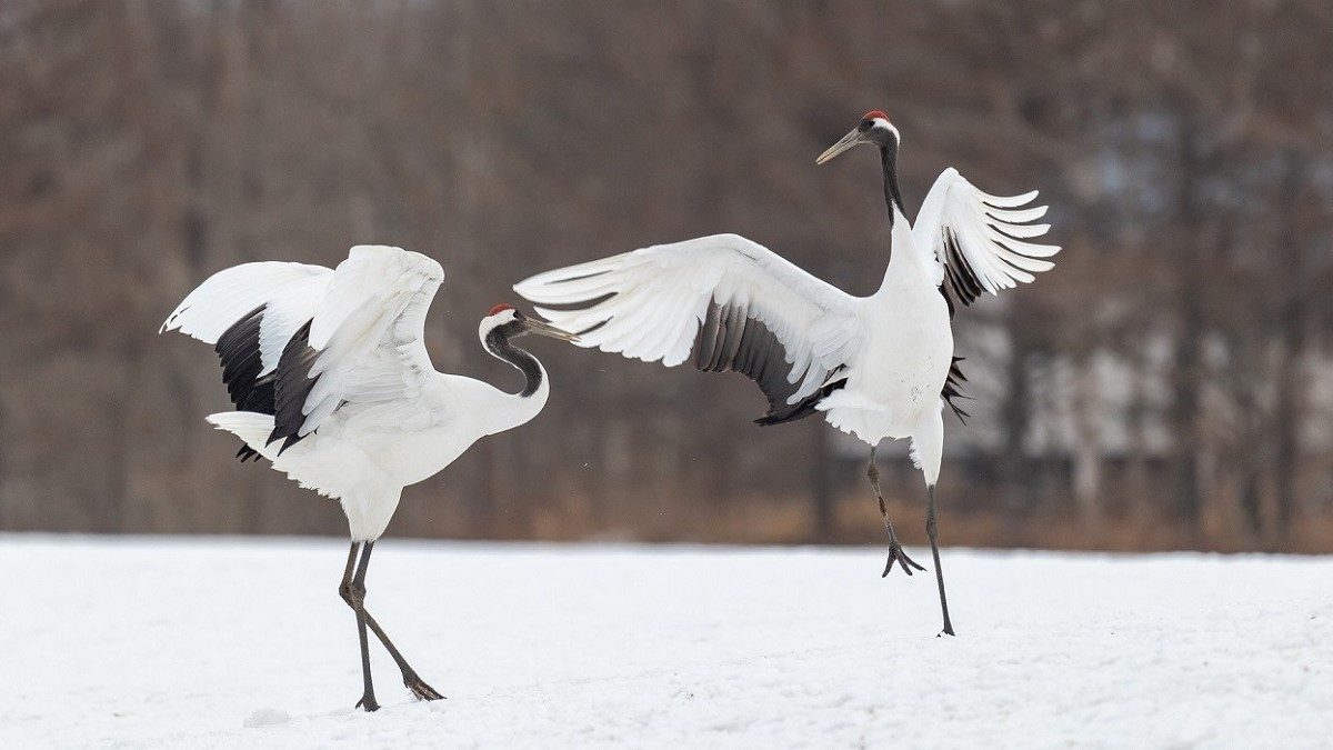 Den-Hokkaido-tan-mat-ngam-seu-dau-do-quy-hiem