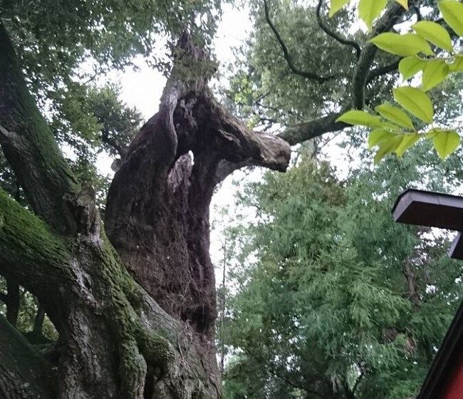 Cây ở đền Kachiuma có hình đầu ngựa