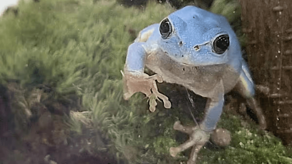 Phat-hien-phuong-phap-moi-dieu-tri-ung-thu-truc-trang-tu-loai-ech-cay