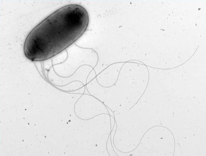 E. americana, một loại vi khuẩn có khả năng tiêu diệt tế bào ung thư, được phát hiện ở loài ếch cây phổ biến ở Nhật Bản.