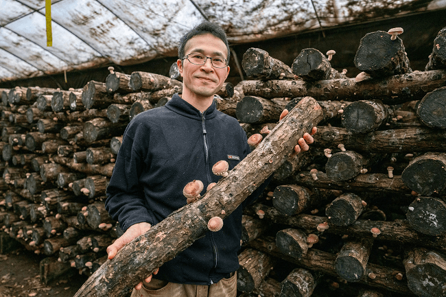 Nấm Shiitake trồng trên thân cây sồi