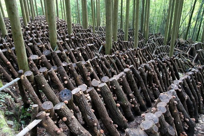 Khu rừng với các đoạn thân cây sồi dùng để trồng nấm Shiitake