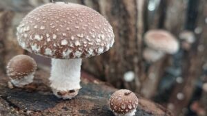 Vì sao người Nhật coi nấm Shiitake là “vua” nấm?