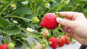 7 giống dâu tây ngon nhất Nhật Bản