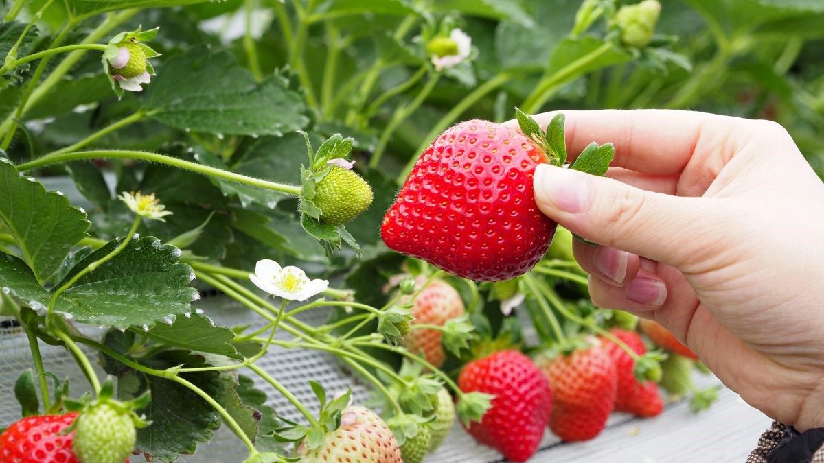 dâu tây amaou - dâu tây nhật bản