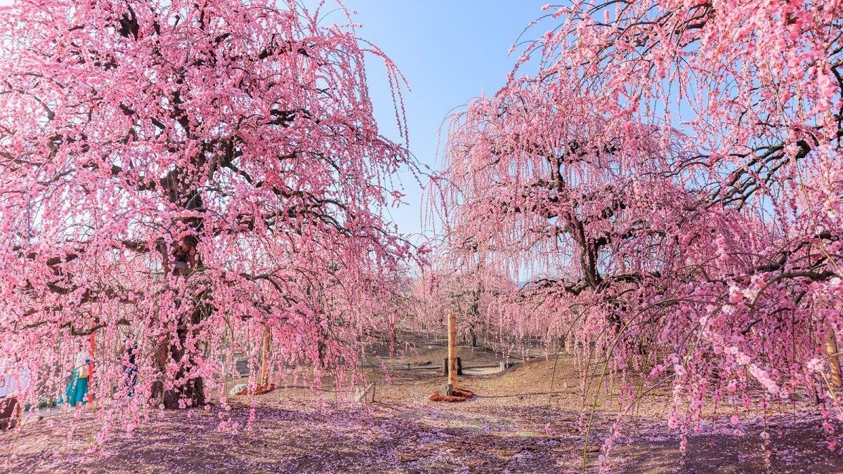 Đắm chìm 9 lễ hội hoa mận rực rỡ quanh Tokyo