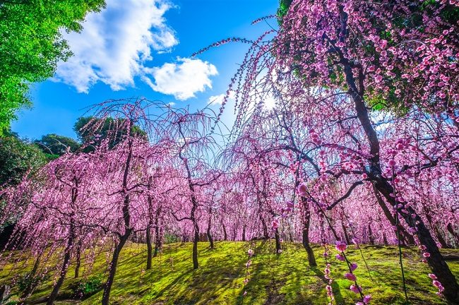 lễ hội hoa mận quanh Tokyo