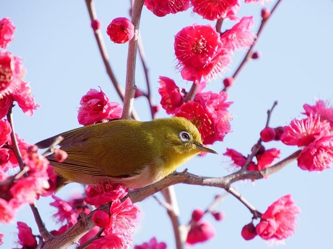 lễ hội hoa mận quanh Tokyo