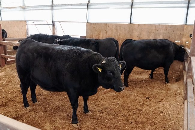 Bò đen Fukushima