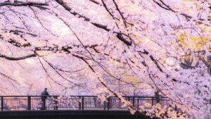 Dự báo mùa hoa anh đào Nhật Bản năm 2026
