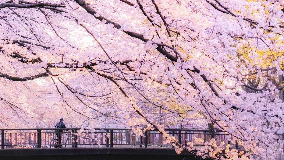 Dự báo mùa hoa anh đào Nhật Bản năm 2026
