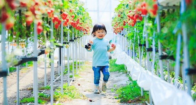 hái dâu tây tại vườn quanh Tokyo