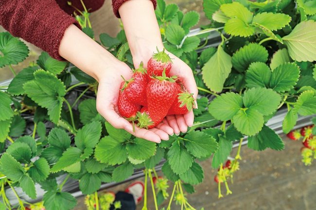 hái dâu tây tại vườn quanh Tokyo