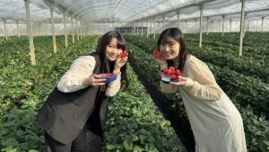 Trải nghiệm hái dâu tây tại vườn quanh Tokyo