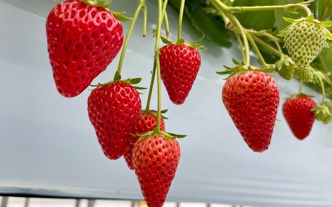 hái dâu tây tại vườn quanh Tokyo