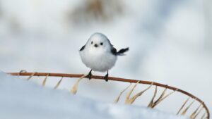 Vì sao chim Shimaenaga là “tiên tuyết” của Hokkaido?