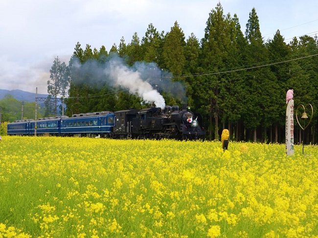 Đi tàu băng qua cánh đồng hoa cải dầu ở vườn hoa hoa Kuragasaki SL. 