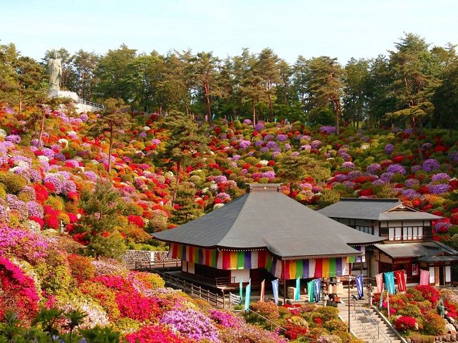Sắc màu rực rỡ của hoa đỗ quyên tại chùa Shiofune Kannonji. 