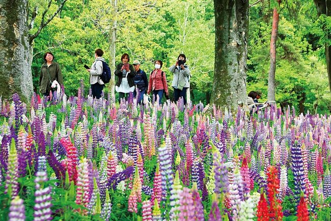 Hoa lupin khoe sắc tại cánh đồng hoa Komorebi