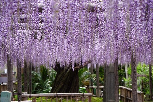 Cây tử đằng cổ thụ tại chùa Gyokoji. 