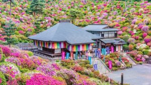 7 cánh đồng hoa mùa xuân không thể bỏ lỡ quanh Tokyo