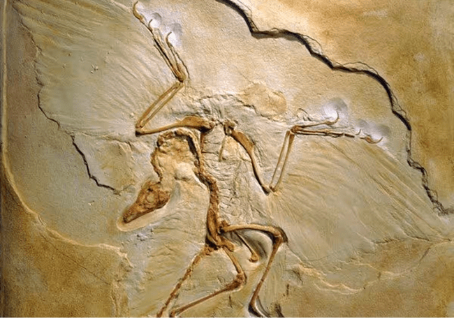 Hóa thạch của loài Archaeopteryx, hiện thân của nhân vật Archaeos trong Pokémon