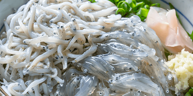 Shirasu tươi (phải) và kama-age shirasu