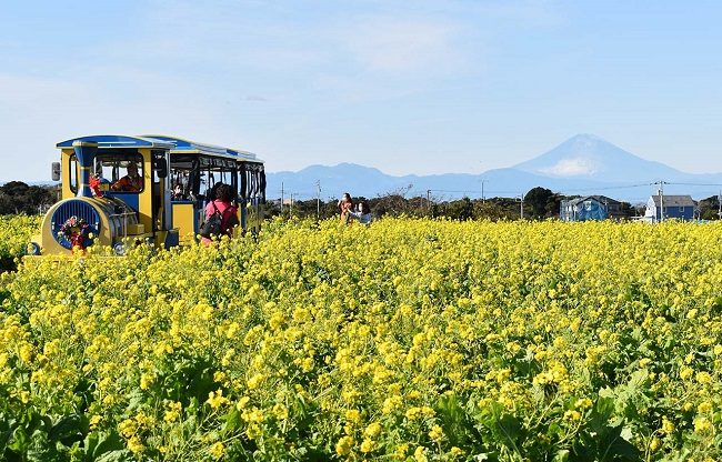 Ngắm hoa cải dầu và núi Phú Sĩ tại đồi Soleil
