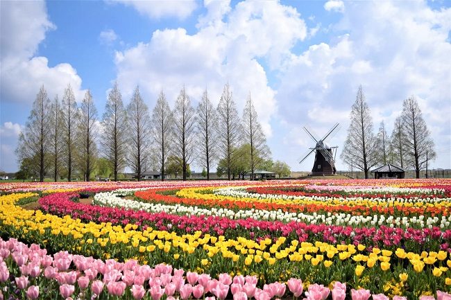 Khung cảnh nên thơ trong mùa hoa tulip tại công viên Nông nghiệp Akebonoyama