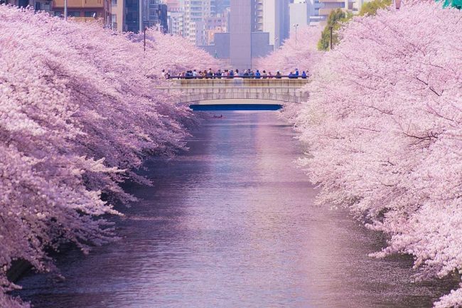 Hoa anh đào nở rộ bên sông Meguro