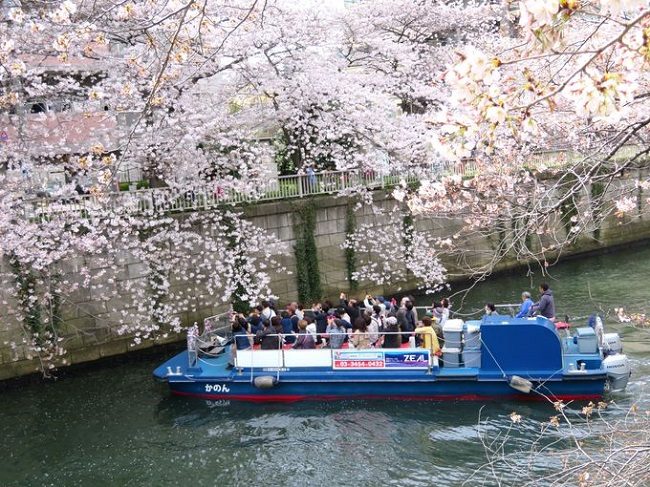 Đi thuyền trên sông Meguro ngắm sakura