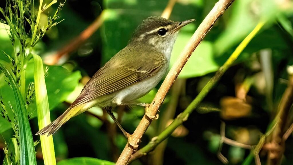 Phát hiện loài chim chích mới trên quần đảo Tokara - chim chích lá Tokara
