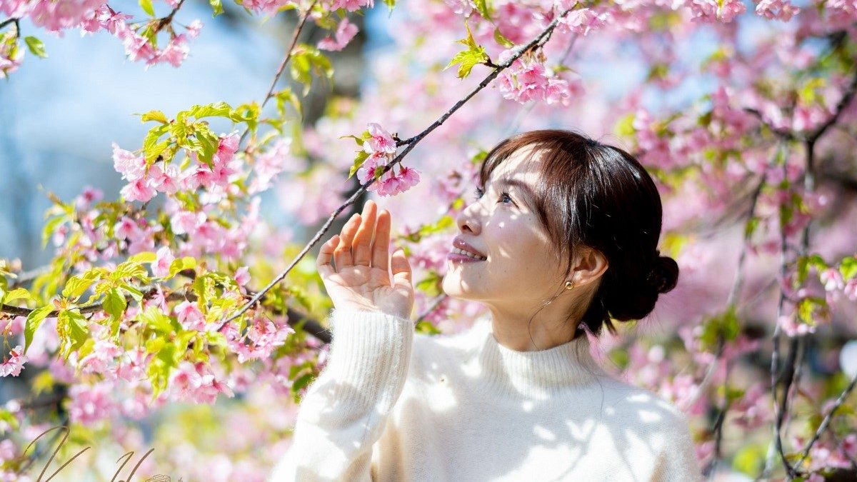 Vì sao người Nhật coi tháng 4 mang đến những khởi đầu mới?