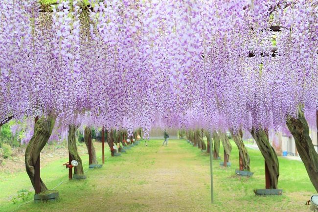 Màu tím mơ màng của hoa tử đằng khiến nhiều người say mê