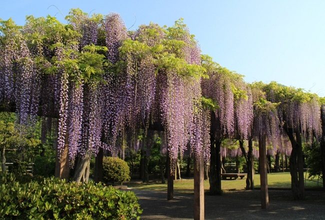 Khung cảnh bình yên tại công viên Omishima Fuji mùa hoa tử đằng.