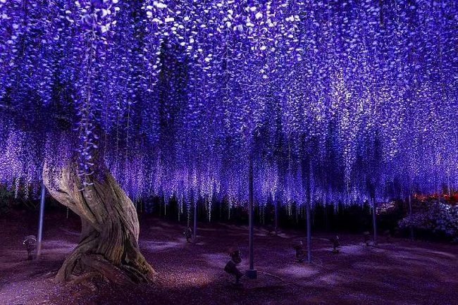 Cây tử đằng 160 năm tuổi tại công viên hoa Ashikaga