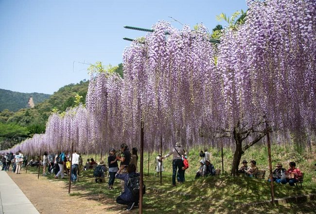 Giàn hoa tử đằng tại Chùa Byakugoji.