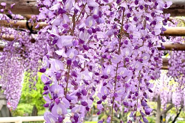 Hoa tử đằng tại đền Kameido Tenjin.