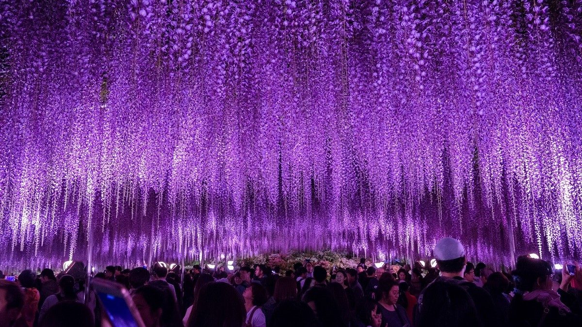 7-dia-diem-ngam-hoa-tu-dang-dep-nhat-Nhat-Ban