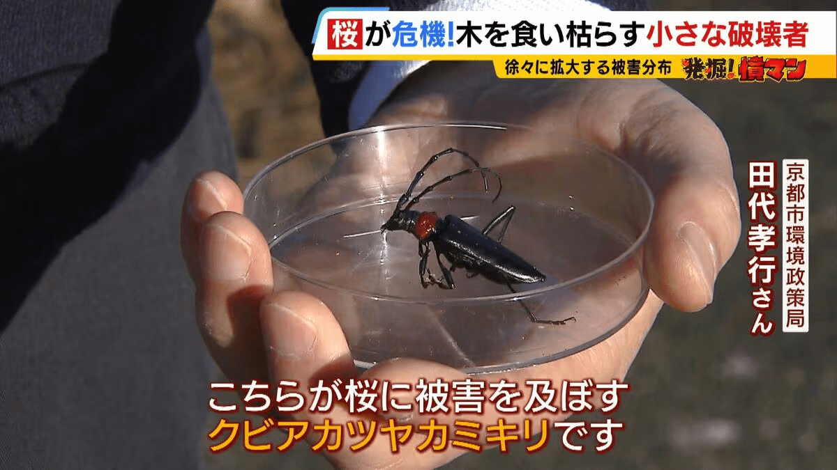 Bọ cánh cứng xâm lấn làm chết hàng loạt cây hoa anh đào