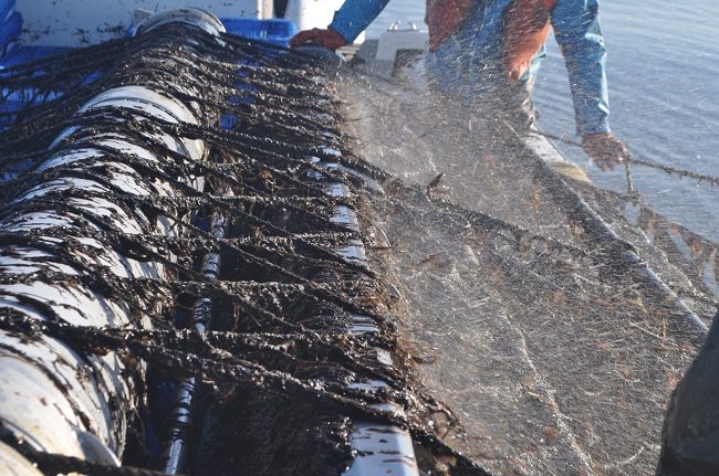 Thu hoạch rong biển tại Nhật Bản. 