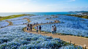 Lạc vào thiên đường 5,3 triệu bông hoa mắt biếc nemophila