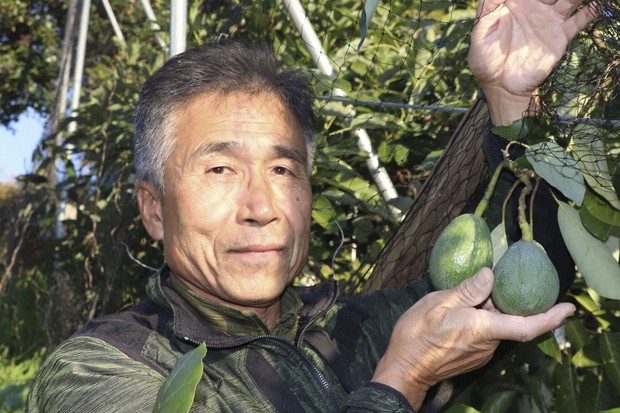 Thời tiết ngày càng nóng, nông dân Nhật chuyển sang trồng bơ